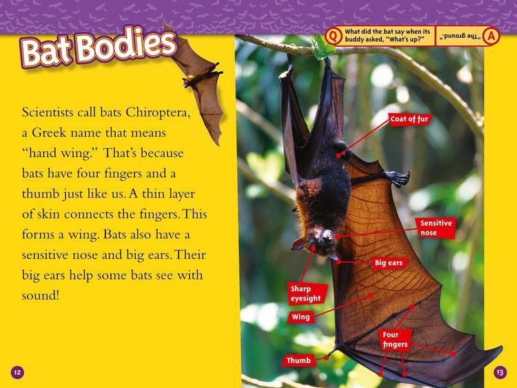 Produktbild: NAT GEO READER - BATS