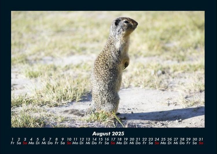 Produktbild: Tiere in der Wildnis 2025 Fotokalender DIN A4