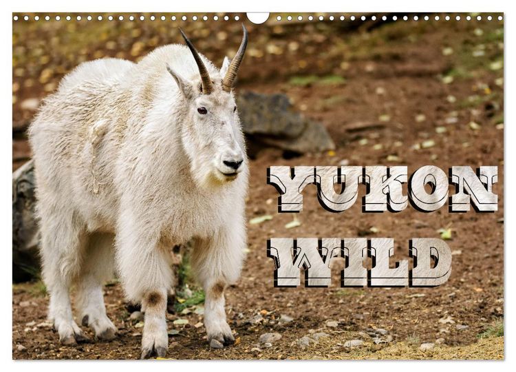 Produktbild: Yukon Wild (Wall Calendar 2026 DIN A3 landscape), CALVENDO 12 Month Wall Calendar