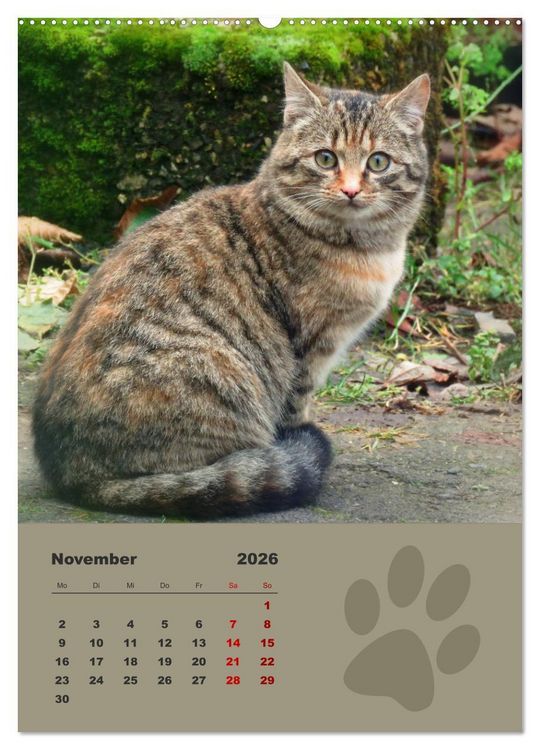 Produktbild: Wilde T&auml;tzchen, kleine wilde Katzen entdecken die Welt (Wandkalender 2026 DIN A2 hoch), CALVENDO Monatskalender