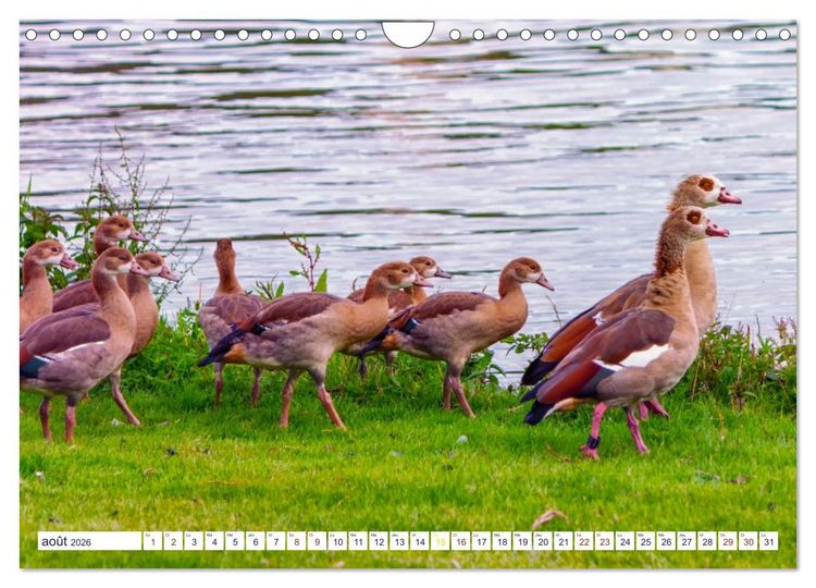 Produktbild: Oiseaux aquatiques en famille (Calendrier mural 2026 DIN A4 vertical), CALVENDO calendrier mensuel