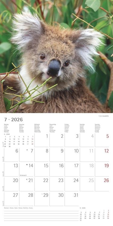 Produktbild: Koalas 2026 - Broschürenkalender 30x30 cm (30x60 geöffnet) - Kalender mit Platz für Notizen - koala bears - Bildkalender - Wandplaner - Bärenkalender