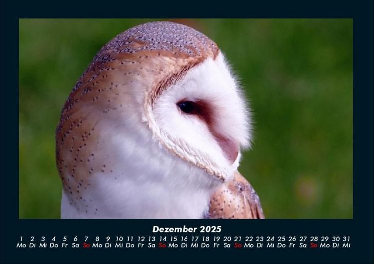 Produktbild: Vogelparadies 2025 Fotokalender DIN A4