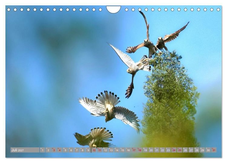 Produktbild: V&ouml;gel im Fluge - Ocells en vol (Wandkalender 2027 DIN A4 quer), CALVENDO Monatskalender