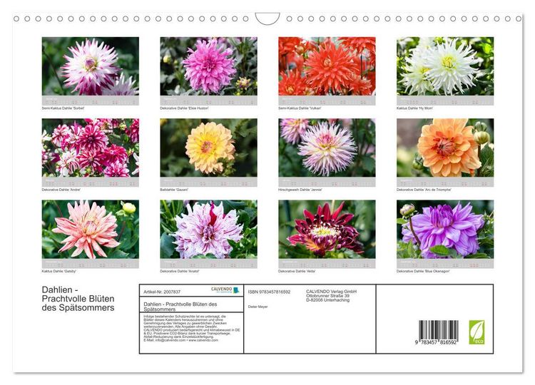 Produktbild: Dahlien - Prachtvolle Bl&uuml;ten des Sp&auml;tsommers (Wandkalender 2026 DIN A3 quer), CALVENDO Monatskalender
