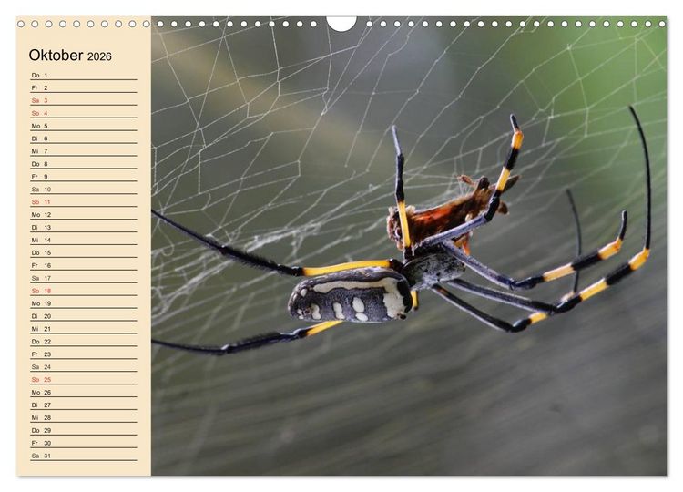 Produktbild: Faszination Spinnen (Wandkalender 2026 DIN A3 quer), CALVENDO Monatskalender