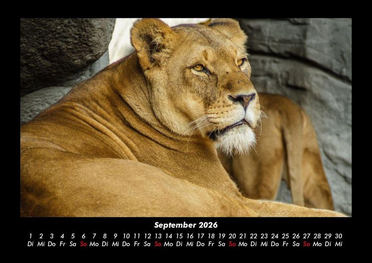 Produktbild: L&ouml;wen in der Wildnis 2026 Fotokalender DIN A3