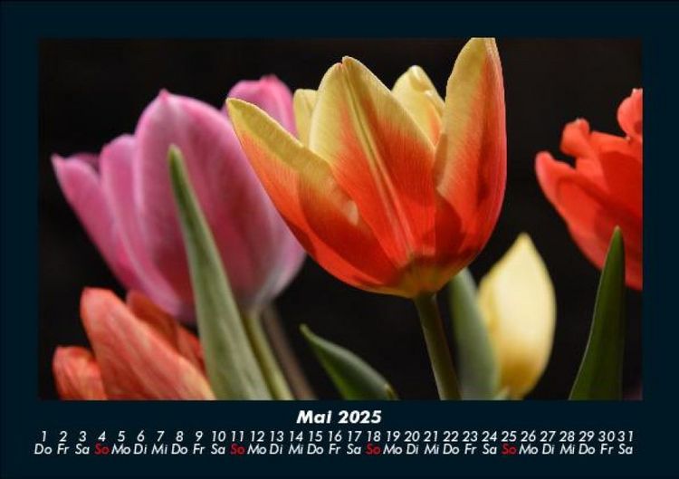 Produktbild: Blumenzauber 2025 Fotokalender DIN A5
