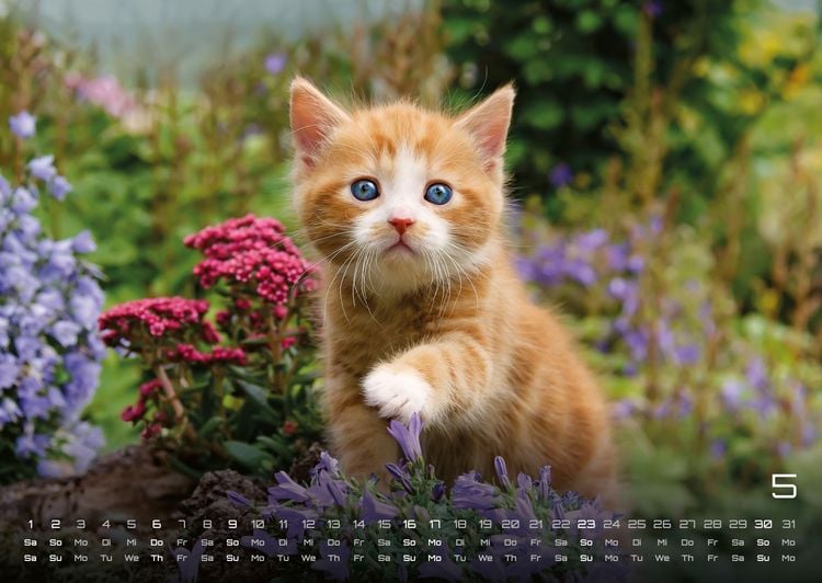 Produktbild: Miau Kids - kleine Tiger ganz gro&szlig; - Der Katzenkalender - 2027 - Kalender DIN A2