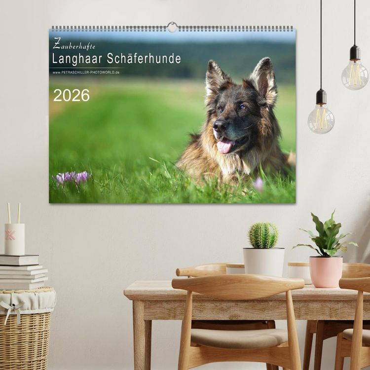 Produktbild: Zauberhafte Langhaar Sch&auml;ferhunde (Wandkalender 2026 DIN A2 quer), CALVENDO Monatskalender