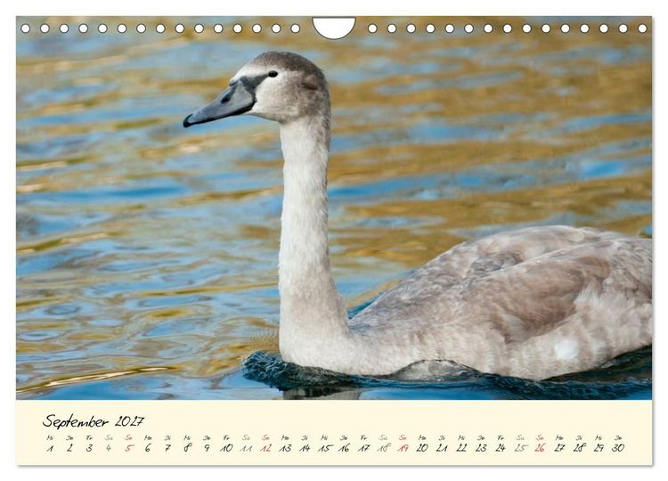 Produktbild: Vom K&uuml;ken zum stolzen Schwan (Wandkalender 2027 DIN A4 quer), CALVENDO Monatskalender