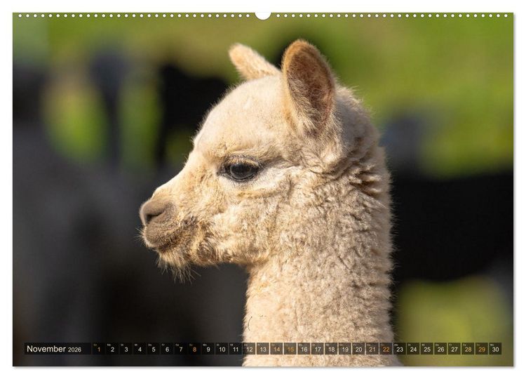Produktbild: Alpakas im Portrait (Wandkalender 2026 DIN A2 quer), CALVENDO Monatskalender