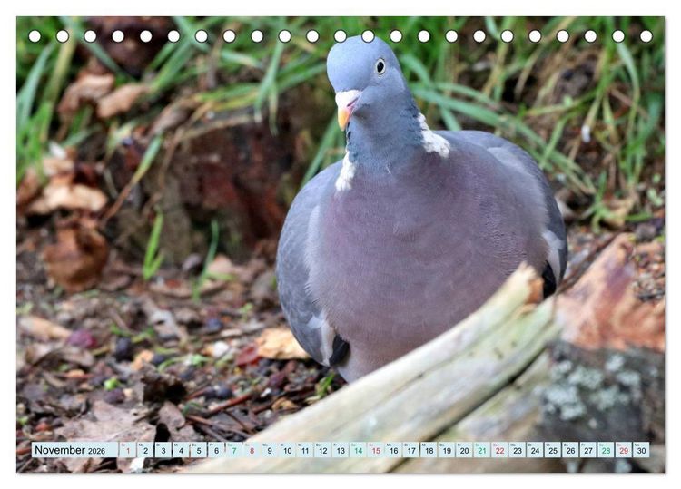 Produktbild: Gefiederte Gesellen - V&ouml;gel aus Wald und Garten (Tischkalender 2026 DIN A5 quer), CALVENDO Monatskalender