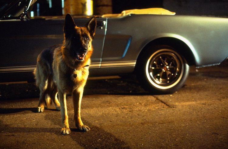 Produktbild: K-9/K-911/K-9: P.I. - Mein Partner mit der kalten Schnauze [3 DVDs]
