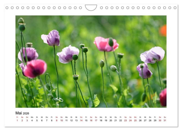 Produktbild: Garten-Idylle 2026 (Wandkalender 2026 DIN A4 quer), CALVENDO Monatskalender