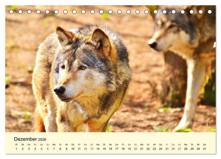 Produktbild: Scheue Wildtiere in heimischen W&auml;ldern und Bergen (Tischkalender 2026 DIN A5 quer), CALVENDO Monatskalender