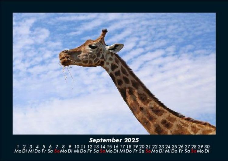 Produktbild: Giraffen 2025 Fotokalender DIN A5
