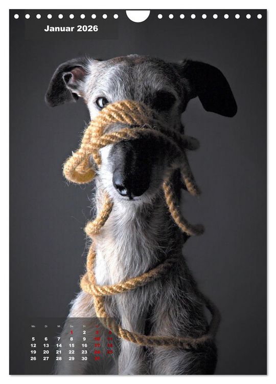 Produktbild: UNDERDOG - Windhundportraits (Wandkalender 2026 DIN A4 hoch), CALVENDO Monatskalender