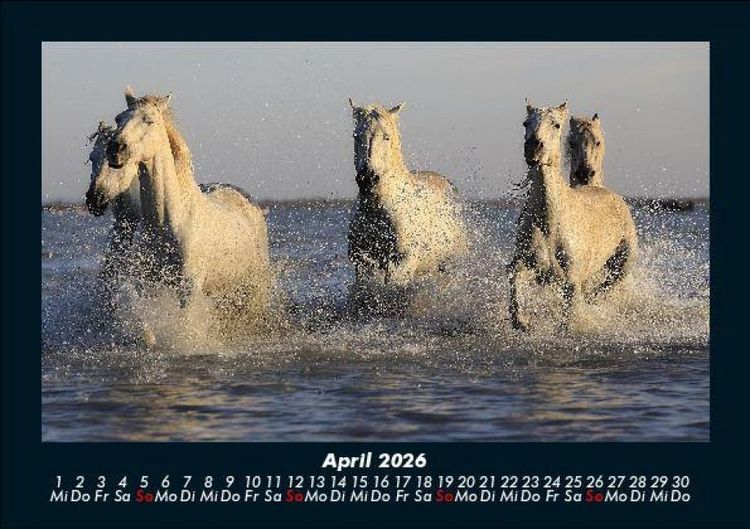 Produktbild: Die Welt der Pferde 2026 Fotokalender DIN A5