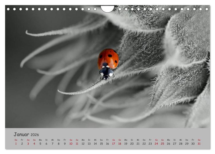 Produktbild: Gl&uuml;cksk&auml;fer (Wandkalender 2026 DIN A4 quer), CALVENDO Monatskalender