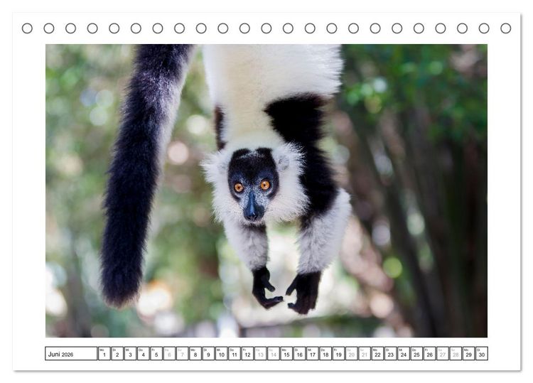 Produktbild: Tierisch tolles Madagaskar - Cham&auml;leons, Lemuren und mehr (Tischkalender 2026 DIN A5 quer), CALVENDO Monatskalender
