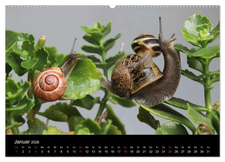 Produktbild: Lautlose Begleiter - Schnecken (Wandkalender 2026 DIN A2 quer), CALVENDO Monatskalender
