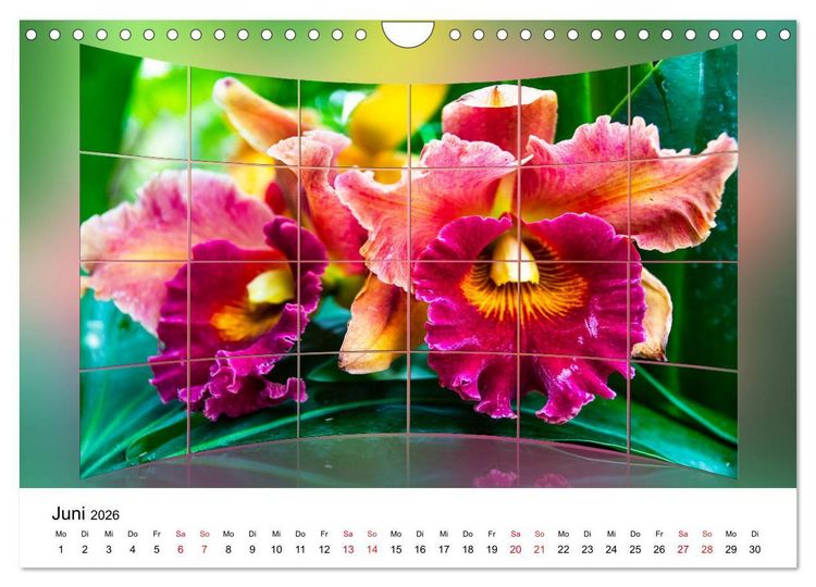 Produktbild: Orchideen Bildergalerie (Wandkalender 2026 DIN A4 quer), CALVENDO Monatskalender