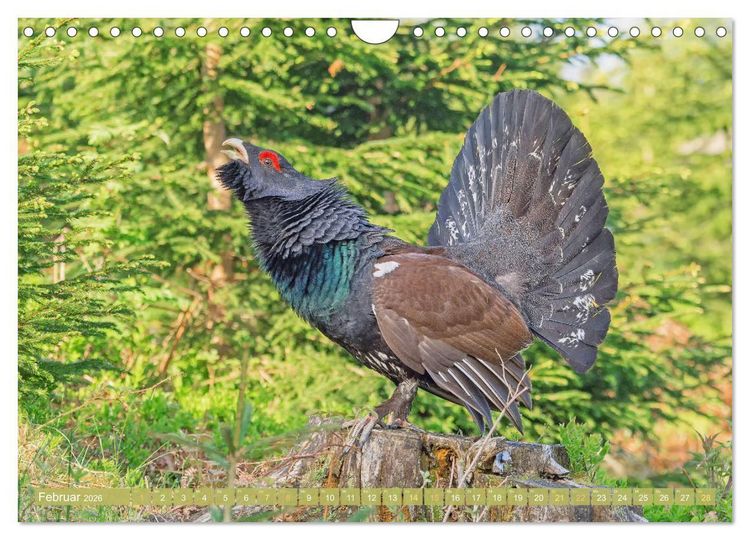 Produktbild: Wildtiere des Waldes: Hier wird der Mythos Wald lebendig (Wandkalender 2026 DIN A4 quer), CALVENDO Monatskalender