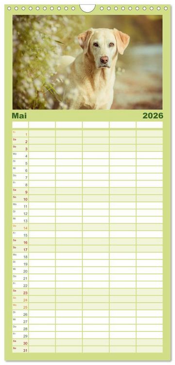 Produktbild: Familienplaner 2026 - Faszination Labrador - gelb, foxred, schwarz mit 5 Spalten (Wandkalender, 21 x 45 cm) CALVENDO