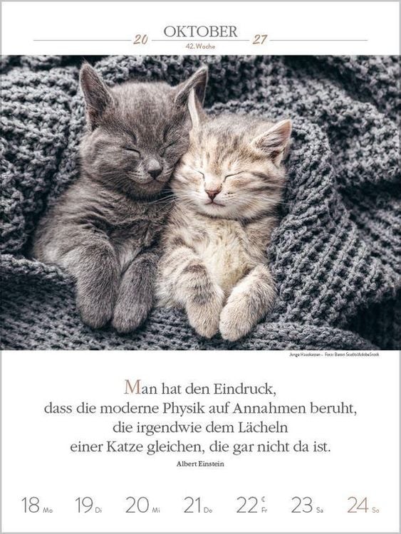Produktbild: Literaturkalender Katzen 2027