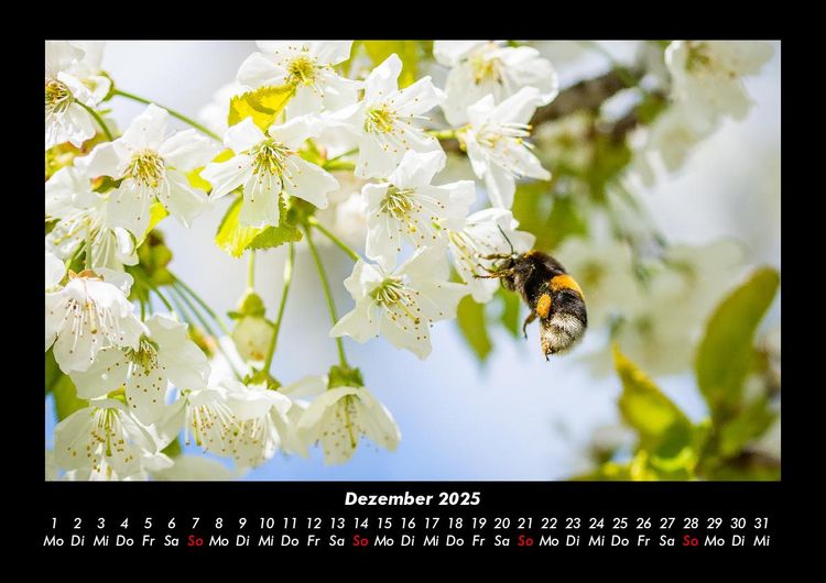 Produktbild: Blumentr&auml;ume 2025 Fotokalender DIN A3