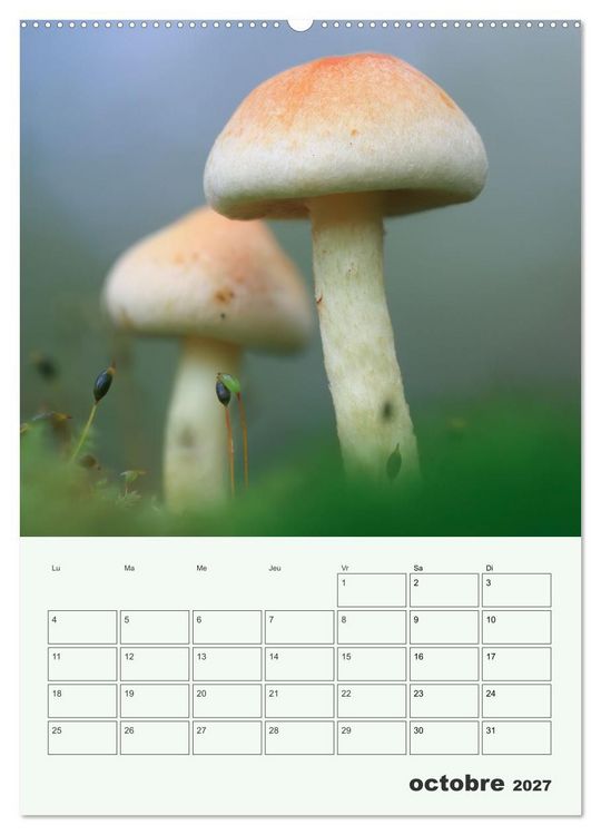 Produktbild: Champignons magiques - Beaut&eacute;s &eacute;ph&eacute;m&egrave;res (Calendrier mural 2027 DIN A2 horizontal), CALVENDO calendrier mensuel