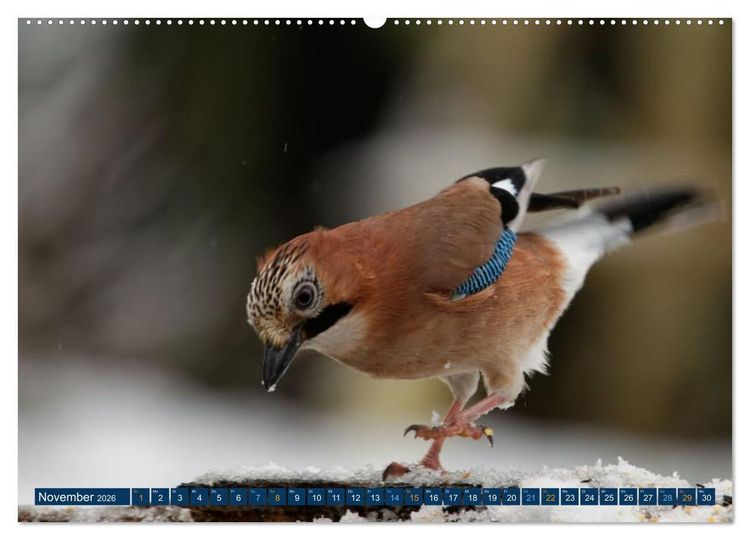 Produktbild: Eichelh&auml;her - Egon der Eichelh&auml;her fotografiert von Ostfriesenfotografie (Wandkalender 2026 DIN A2 quer), CALVENDO Monatskalender