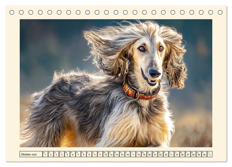 Produktbild: Afghanischer Windhund. Eleganter Sichtj&auml;ger und sensibler Couch-Potatoe (Tischkalender 2026 DIN A5 quer), CALVENDO Monatskalender