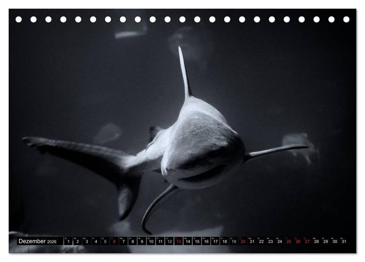 Produktbild: Meerestiere Bilder in Schwarz Weiss (Tischkalender 2026 DIN A5 quer), CALVENDO Monatskalender