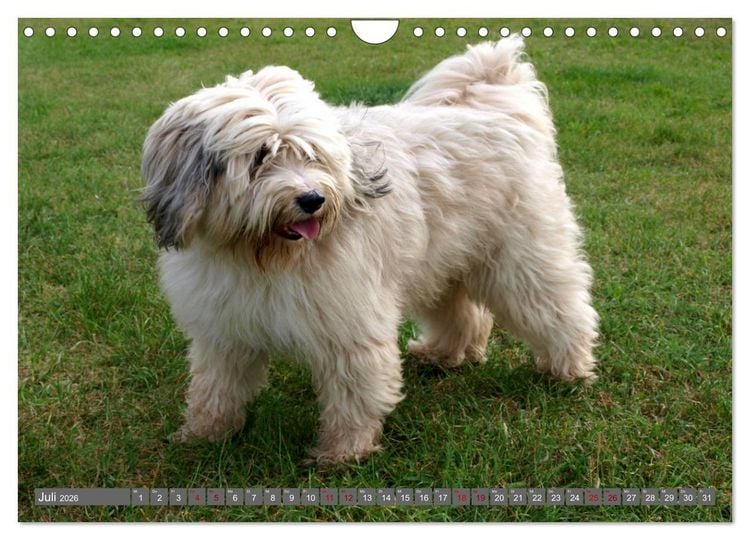 Produktbild: Tibet-Terrier - Eine Hunderasse mit Charakter (Wandkalender 2026 DIN A4 quer), CALVENDO Monatskalender