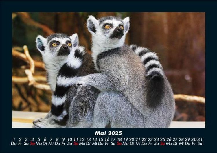 Produktbild: Tierkalender 2025 Fotokalender DIN A5