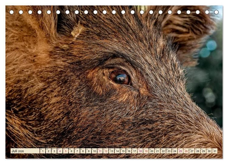 Produktbild: Unverwechselbar - Wildschwein (Tischkalender 2026 DIN A5 quer), CALVENDO Monatskalender
