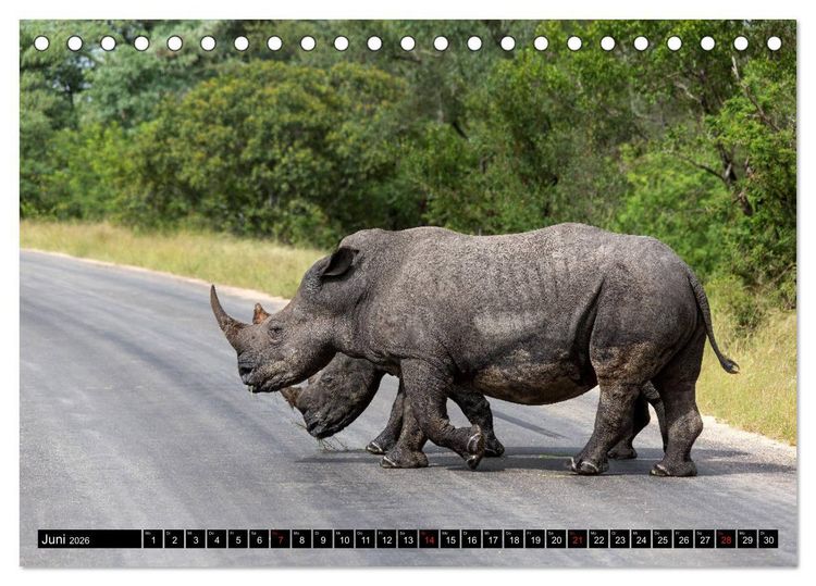 Produktbild: Afrikas Tierwelt: Nash&ouml;rner (Tischkalender 2026 DIN A5 quer), CALVENDO Monatskalender