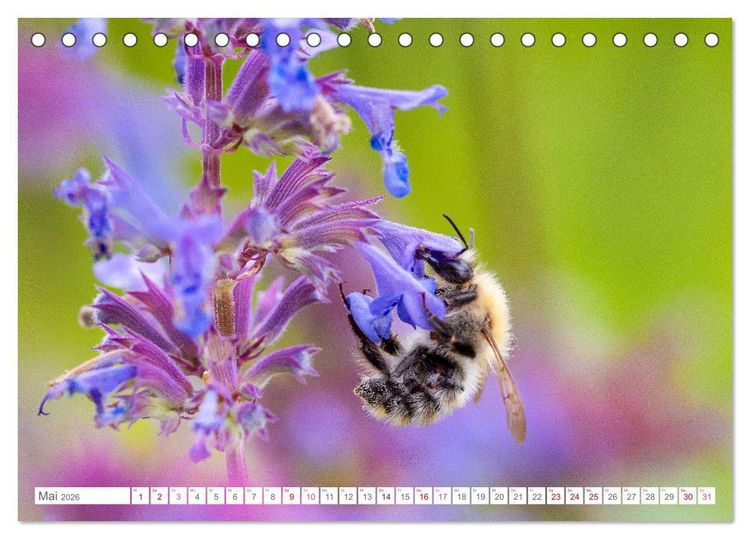 Produktbild: In der Natur unterwegs (Tischkalender 2026 DIN A5 quer), CALVENDO Monatskalender