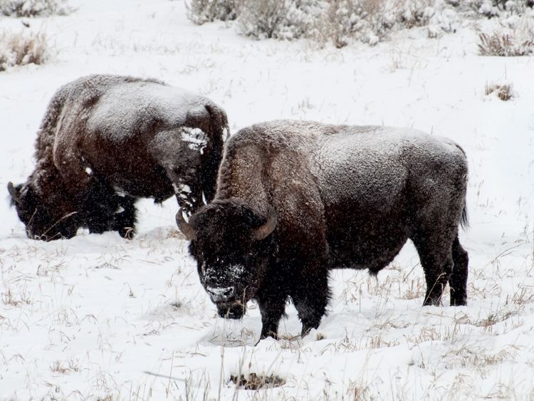 Produktbild: CALVENDO Puzzle Bisons am Blacktail Plateau | 1000 Teile Lege-Gr&ouml;&szlig;e 64x48cm Foto-Puzzle f&uuml;r gl&uuml;ckliche Stunden