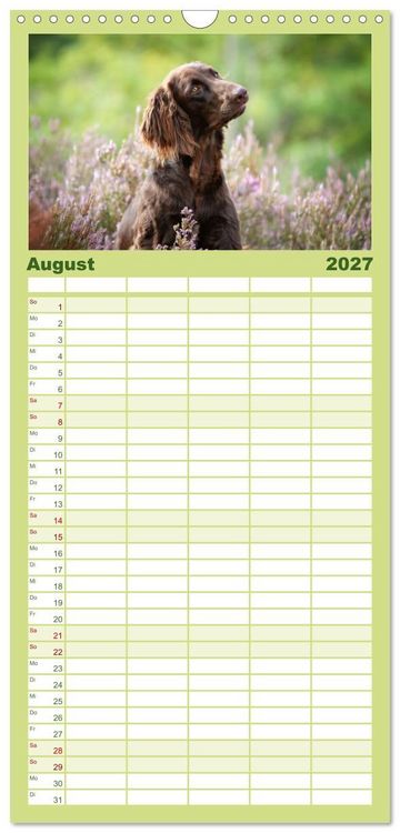 Produktbild: Familienplaner 2027 - Jagdhund im Portrait - Deutsch Langhaar mit 5 Spalten (Wandkalender, 21 x 45 cm) CALVENDO