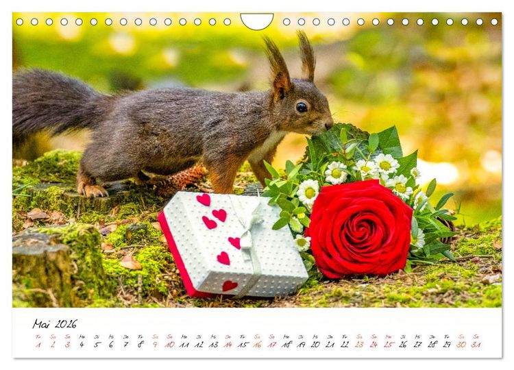 Produktbild: Die Schwarzwald-Eichh&ouml;rnchen (Wandkalender 2026 DIN A4 quer), CALVENDO Monatskalender