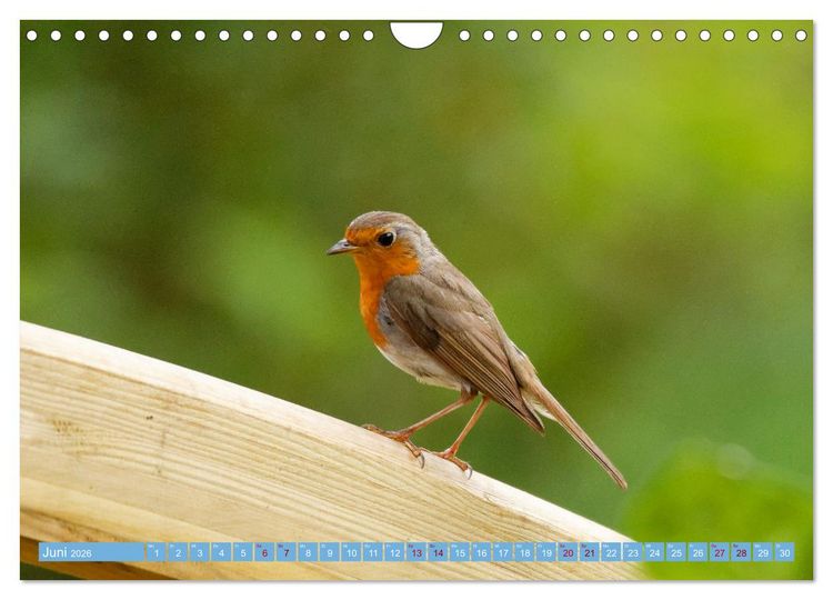 Produktbild: Rotkehlchen - Fotografiert von Ostfriesenfotografie (Wandkalender 2026 DIN A4 quer), CALVENDO Monatskalender