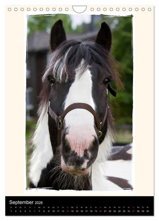 Produktbild: Gypsy's (Wandkalender 2026 DIN A4 hoch), CALVENDO Monatskalender