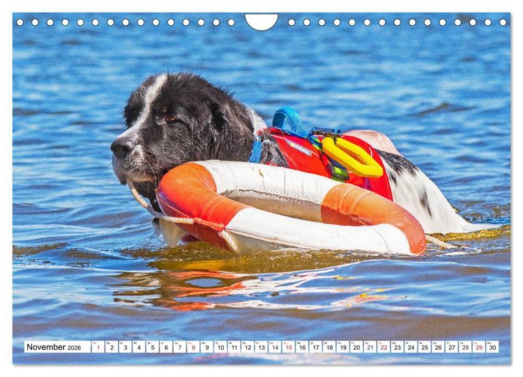Produktbild: Landseer - Ein starker Freund auf 4 Pfoten (Wandkalender 2026 DIN A4 quer), CALVENDO Monatskalender