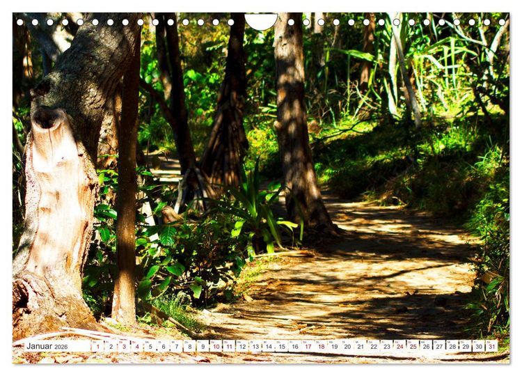 Produktbild: K&uuml;stenparadies - Noosa Nationalpark Australien (Wandkalender 2026 DIN A4 quer), CALVENDO Monatskalender