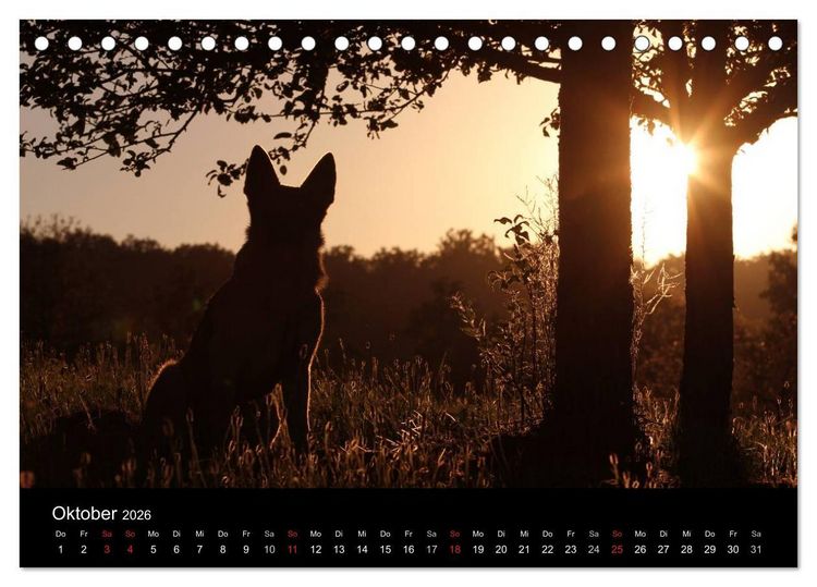 Produktbild: Mit dem Deutschen Sch&auml;ferhund durch's Jahr (Tischkalender 2026 DIN A5 quer), CALVENDO Monatskalender