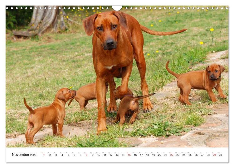 Produktbild: Rhodesian Ridgebacks (Wandkalender 2026 DIN A3 quer), CALVENDO Monatskalender