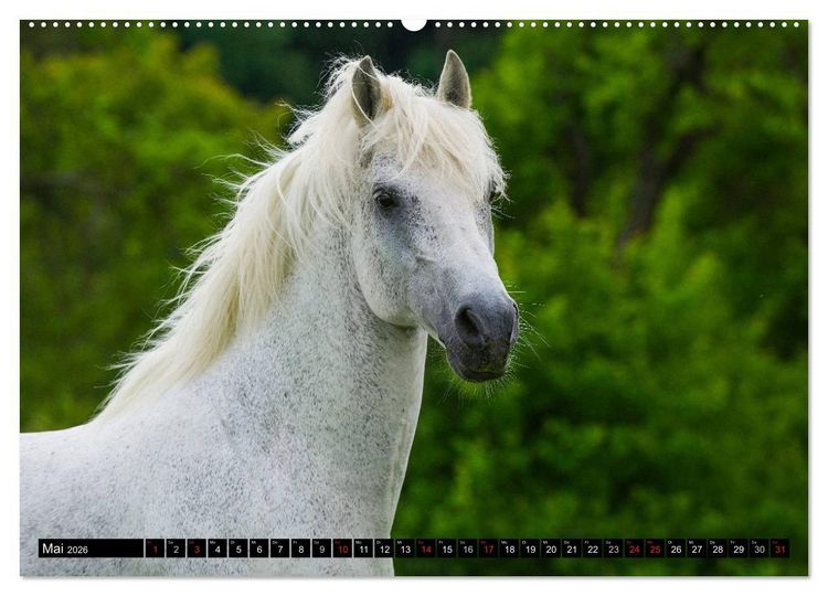 Produktbild: Traumpferd Lipizzaner (Wandkalender 2026 DIN A2 quer), CALVENDO Monatskalender